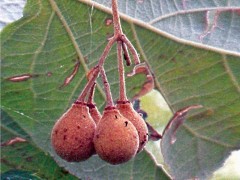 Tilia tomentosa