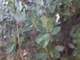 Quercus coccifera