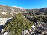 Quercus coccifera
