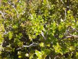 Quercus coccifera