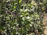 Quercus coccifera