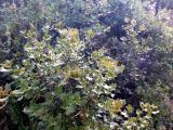 Quercus coccifera