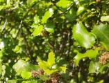 Quercus coccifera
