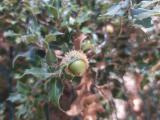 Quercus coccifera