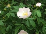 Rosa canina