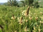 Plantago lanceolata