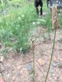 Plantago lanceolata