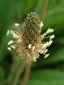 Plantago lanceolata