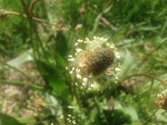 Plantago lanceolata