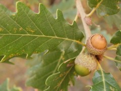 Quercus macranthera