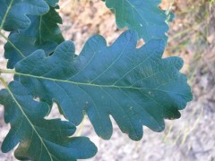 Quercus macranthera