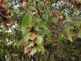 Carpinus orientalis