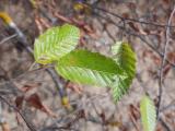 Carpinus orientalis