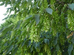 Carpinus orientalis