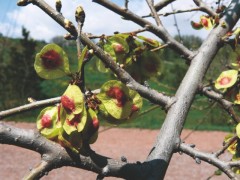 Ulmus minor