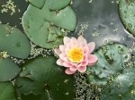 Nymphaea sp.