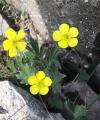 Ranunculus repens