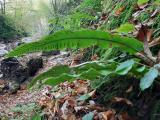 Asplenium scolopendrium