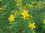 Hypericum perforatum