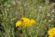 Hypericum perforatum