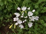 Allium neapolitanum