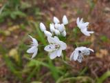 Allium neapolitanum