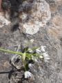 Allium neapolitanum