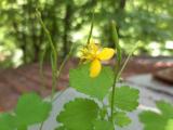 Chelidonium majus