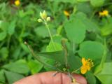 Chelidonium majus