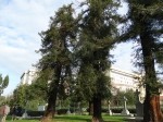 Sequoia sempervirens