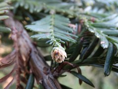 Sequoia sempervirens