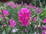 Lathyrus grandiflorus