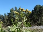 Tanacetum vulgare