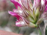 Trifolium pratense