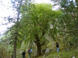 Corylus colurna