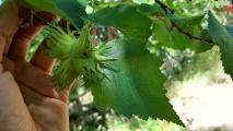 Corylus colurna