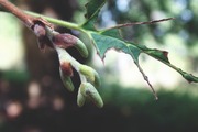 Corylus colurna