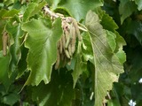 Corylus colurna