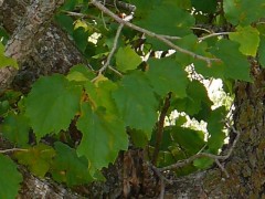 Corylus colurna