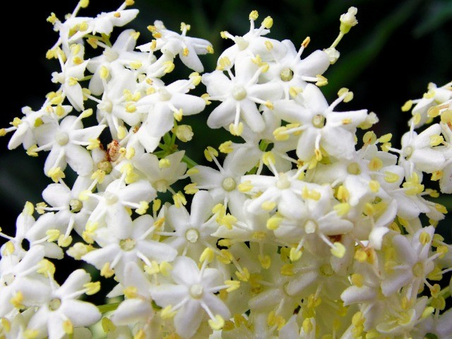 Sambucus nigra