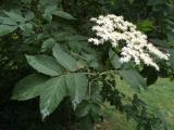 Sambucus nigra