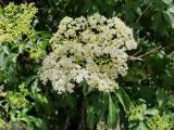 Sambucus nigra