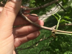 Sambucus nigra