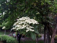 Sambucus nigra