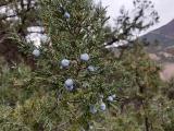 Juniperus excelsa