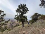 Juniperus excelsa