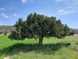 Juniperus excelsa