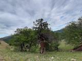 Juniperus excelsa