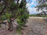 Juniperus excelsa