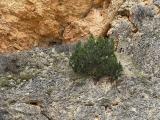 Juniperus excelsa